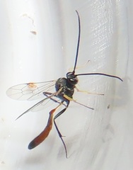 Charops spinitarsis