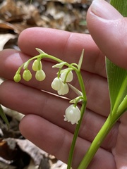 Convallaria pseudomajalis