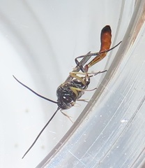 Charops spinitarsis