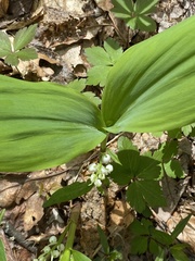 Convallaria pseudomajalis