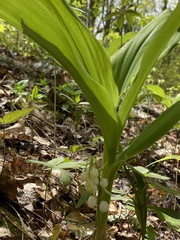 Convallaria pseudomajalis