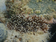 Heteractis