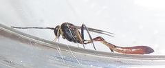 Charops spinitarsis