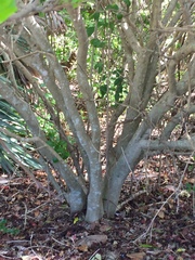 Forestiera segregata
