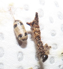 Charops spinitarsis