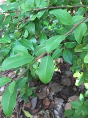 Ximenia americana