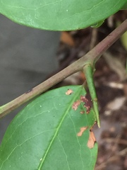 Ximenia americana