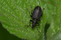Phyllobius pomaceus