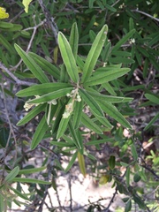 Croton linearis