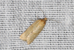 Clepsis therina