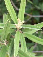 Croton linearis