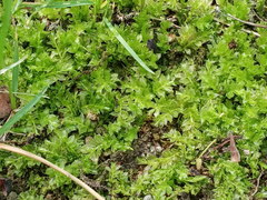 Plagiomnium cuspidatum