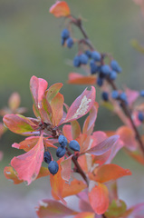 Berberis sphaerocarpa