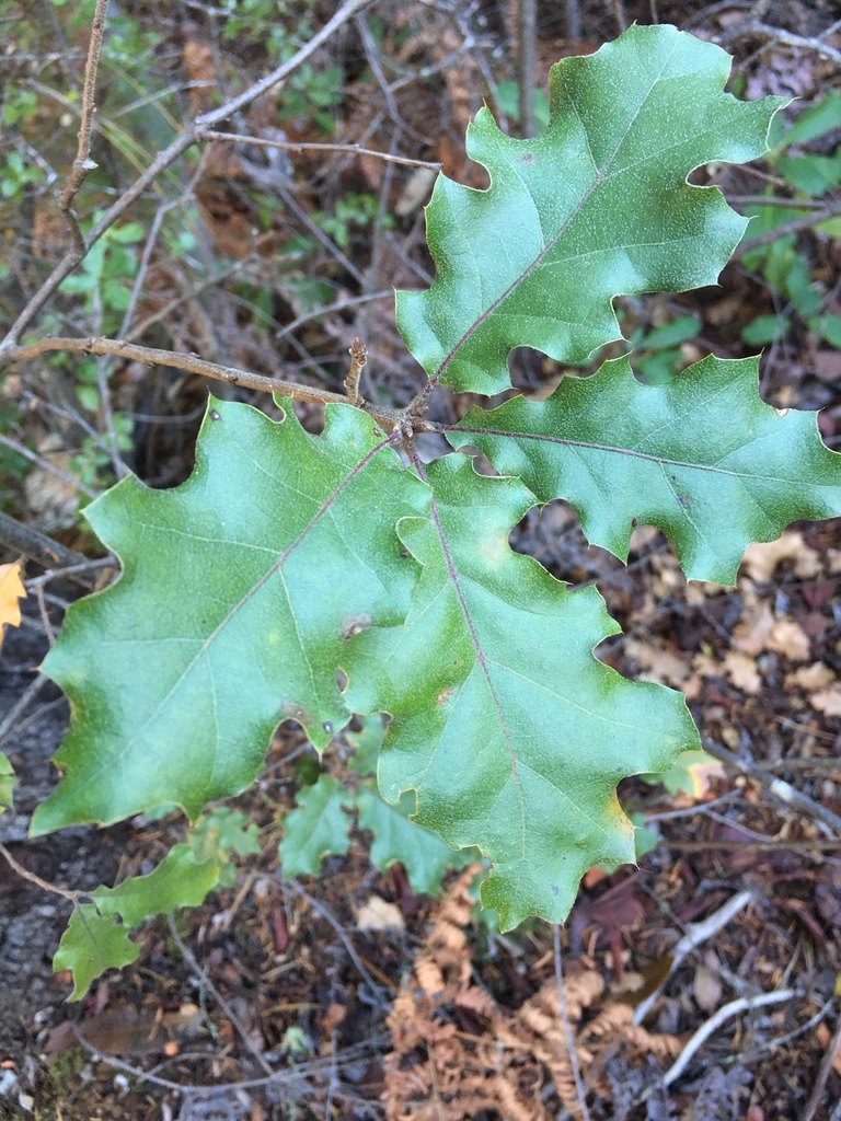 Agrifoliae