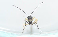 Charops spinitarsis
