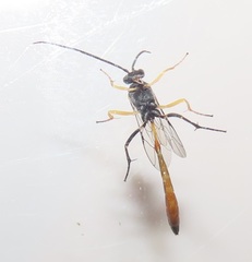 Charops spinitarsis