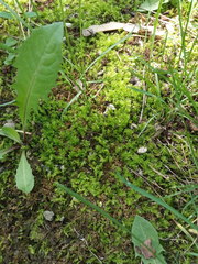 Plagiomnium cuspidatum