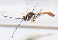 Charops spinitarsis
