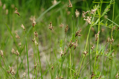 Carex praecox