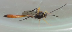 Charops spinitarsis