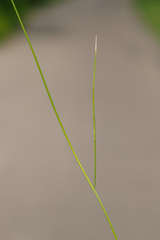 Carex praecox