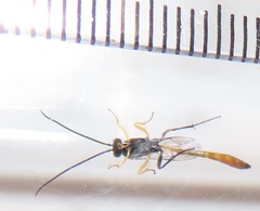 Charops spinitarsis