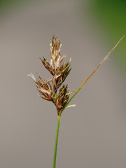 Carex praecox