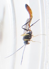 Charops spinitarsis