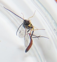 Charops spinitarsis
