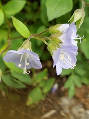 Polemonium reptans