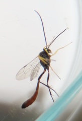 Charops spinitarsis