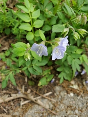 Polemonium reptans