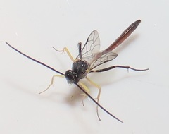 Charops spinitarsis