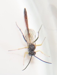 Charops spinitarsis