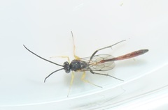 Charops spinitarsis