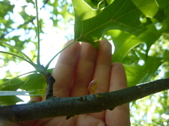 Callirhytis gallaestriatae