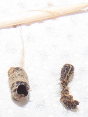 Charops spinitarsis