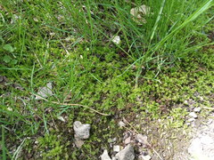 Plagiomnium cuspidatum