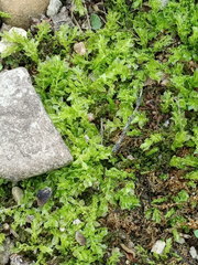 Plagiomnium cuspidatum