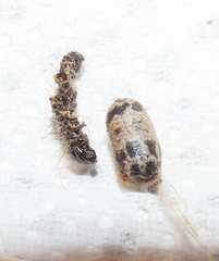 Charops spinitarsis