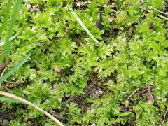 Plagiomnium cuspidatum