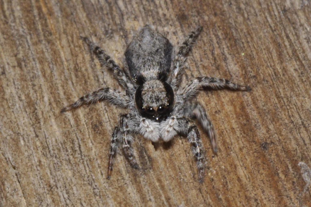 Menemerus taeniatus