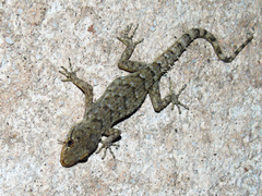 Mediodactylus kotschyi