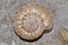 Xerosecta cespitum