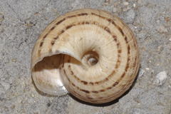Xerosecta cespitum