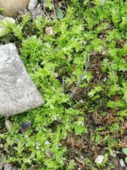 Plagiomnium cuspidatum