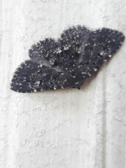 Metalectra tantillus