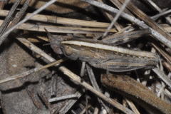 Ramburiella hispanica
