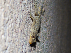Mediodactylus kotschyi