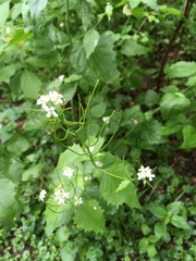 Alliaria petiolata